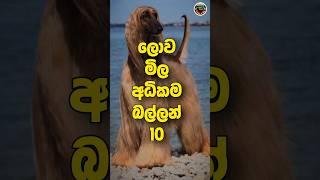     10  shorts trending viral viral srilanka expensive dog dogbreed