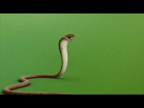 Snake Attacking Vfx Green Screen Video ! #vfx