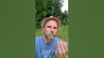 Как отличить ромашку от нивяника?