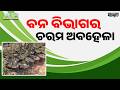How Lakhs of Public Money Was Looted in Balangir Fake Plantation Drive | Sambad