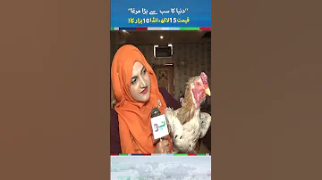 The Most Expensive Aseel Murgha Of Pakistan Shorts Aseelmurga Murga Trending 