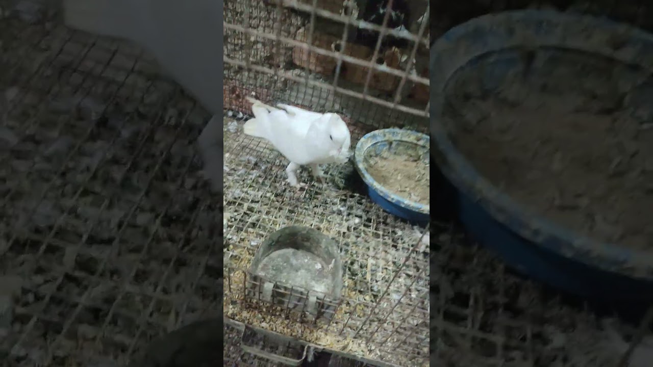 White Satinette breeding pair