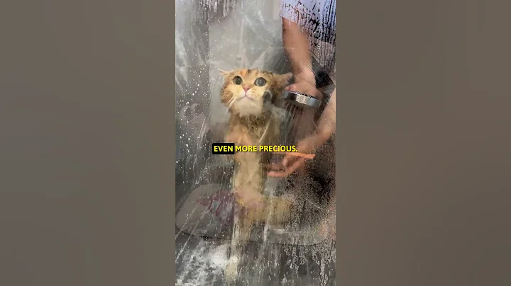 Watch the video about Happy Kitten Bath Time #kitten #kittens #shorts