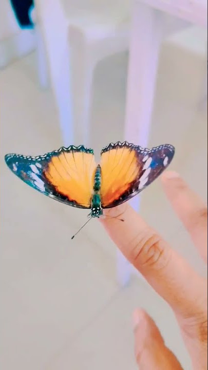 chan kiti diste phulpakharu #youtubebrowser #phulpakharuzeeyuva #butterfly #shorts #trending