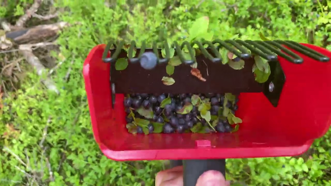 Picking Wild Blueberry  and Blackberry in the Mountain of Norway
