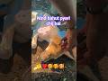 Mai or need 🤔🥺♥️#funny #comedyfilms #love #viralvideo #dog #viralvideoshorts #cute #labrador #