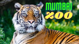 బంగల్ టైగర్ | Bengal Tiger in Mumbai Zoo #shorts #ytshorts #vlogs #teluguvlogs #praandlakvlogs