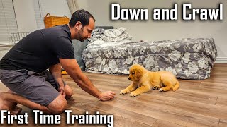 'Down' and 'Crawl' Training | First Time Training my Golden Retriever Puppy