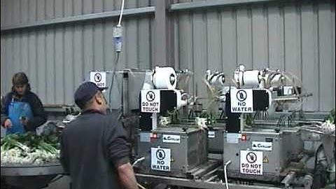 Spring onion line / green onion line