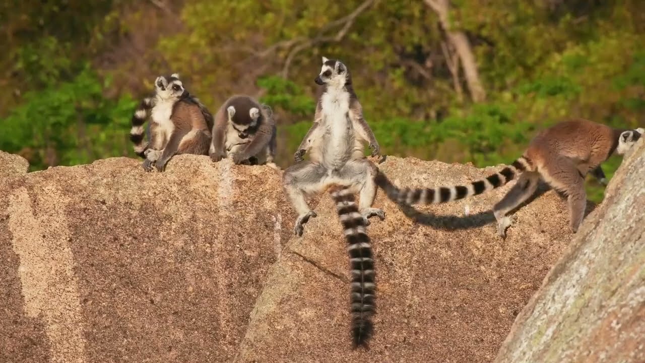 Lemurs: The Most Interesting Monkeys You've Never Heard Of