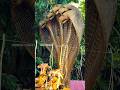Temple with ancient rituals #templesofkerala #temple #youtubeshorts #templesofsouthindia #pilgrim