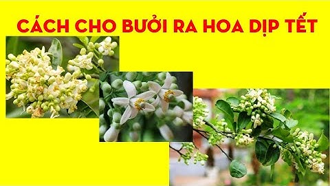 Cách Cho Bưởi Ra Hoa Đúng Dịp Tết 2022