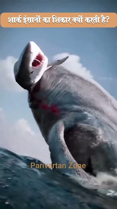 Why do sharks hunt humans I Sharks for kids #shorts #shortsfeed #