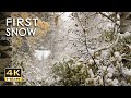 4kr first snow  peaceful snowing  relaxing snowy winter  forest snowfall  sleep relax