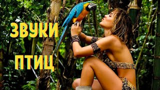 ASMR 🦜 Звуки джунглей Пение тропических птиц