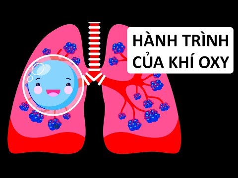 Video: Quá Trình Nào Xảy Ra Trong Cơ Thể Trong Quá Trình Thở