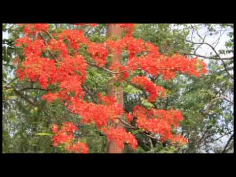 DOS ALAS-"Árbol de fuego" (Alfredo Espino- Guillermo