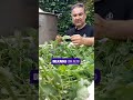 Destilación de Melisa