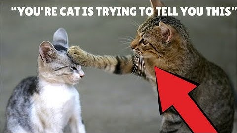 The Secret Language of Cats: Understanding Feline Communication