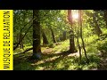 Relaxing Guitar Music Soft Zen And Songs Of Birds In The Forest Nature Instrumental