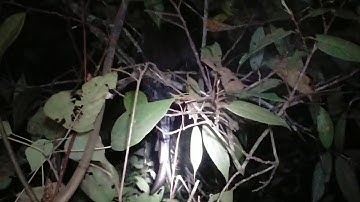 Yos hav zoov 2020 - mo 17 mus tua qaib qus l tsu vaj zoo siab txais tos