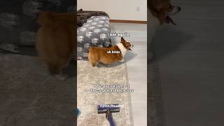 Team fur ball or Team vacuum
Vote: team vacuum or team furball? 🐕
.
Hit Subscribe for my future releases.
.
My Instagram: https://www.instagram.com/pino.the.corgi
My TikTok: https://www.tiktok.com/@pino.the.corgi
My Facebook: https://www.facebook.com/corgipino/
Shop my merch: https://www.PinoTheCorgi.com
#funnypetvideso #animals #funnydogs #corgi #dog #corgibutt #Shorts #cutedog #meme #thatface Team fur ball or Team vacuum