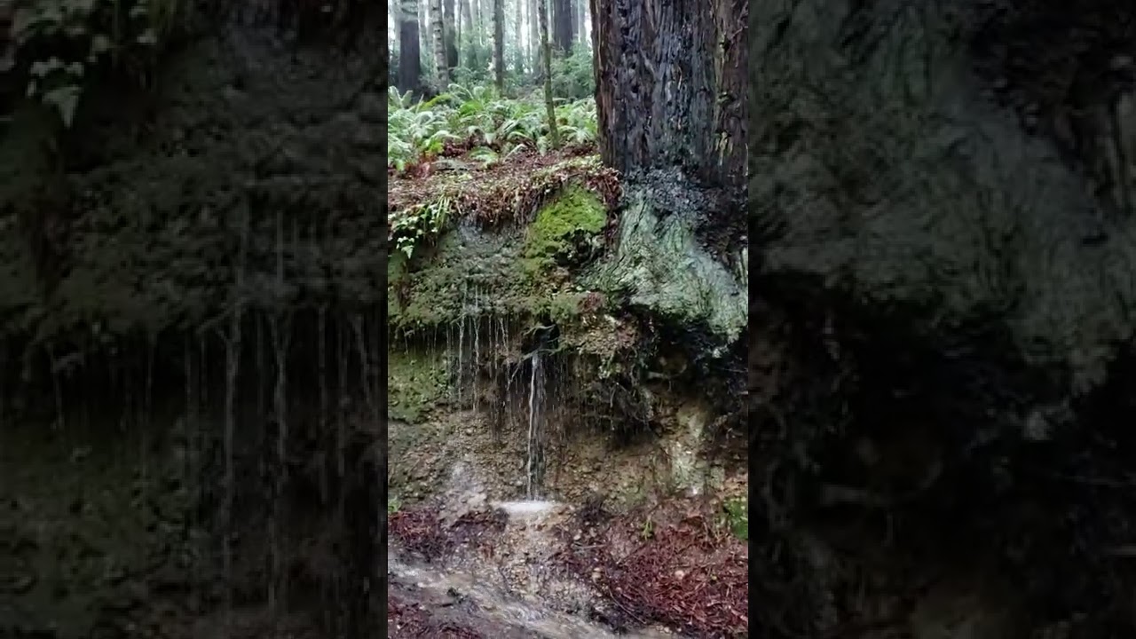 It's wet in the redwoods sometimes