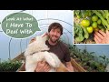 A Year in my Polytunnel - Tomatoes Galore, Squash, Aubergine, and Home-Made Fertiliser