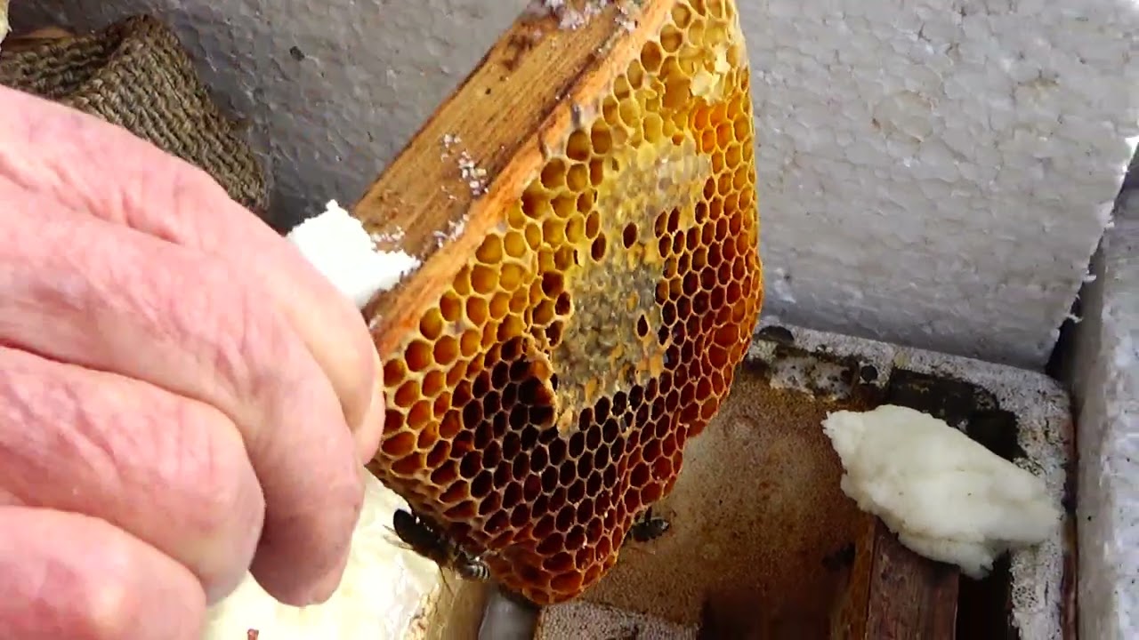 Ocak 2024 Ana arılarımızın kontrol ettik , durumlar kötü #arıcılık #arıbakımı