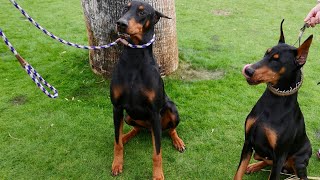 Doberman Pinscher Agility: Master the Course!