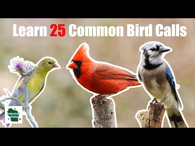 Learn 25 Common Backyard Bird Calls (Central and Eastern United States) class=