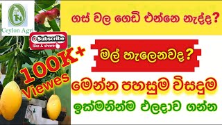 How to make organic fertilizer |ඉක්මනින් ඵලදාව ගන්න, කාබනික හෝමෝනය | Ceylon Agri | Episode - 14
