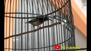 Kolibri ninja isian lovebird,prenjak betina