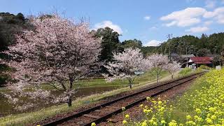 桜の花びらが舞う小湊鉄道飯給駅付近