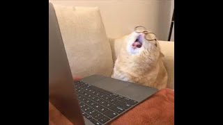 Maps - The Yeah Yeah Yeahs but it's the best part