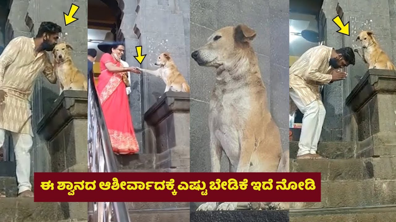 ಈ ನಾಯಿಯ ನಿಜವಾದ ರೂಪ ಕಂಡು ಭಕ್ತರು ಮಾಡಿದ್ದೇನು ನೋಡಿ | Dog Blessings | Kannada News | Siddhivinayaka | sai