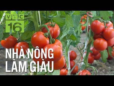 Video: Về cà chua lê vàng: Tìm hiểu về cách trồng cây cà chua lê vàng