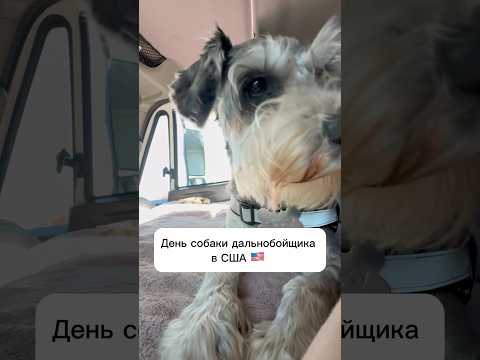 День собаки дальнобойщика в США 🇺🇸 #сша #жизньвсша #дальнобойщик #собака #живемвмашине #семья