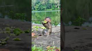 Beautiful baby monkey in Angkor wat monkey