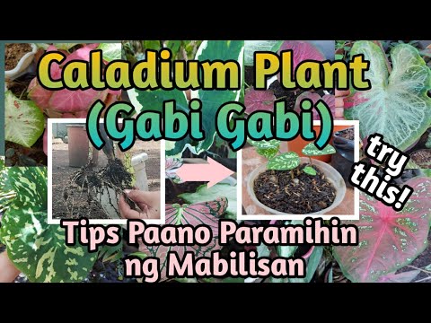 Video: Paano Palaguin ang Mga Magarbong Dahon na Caladium