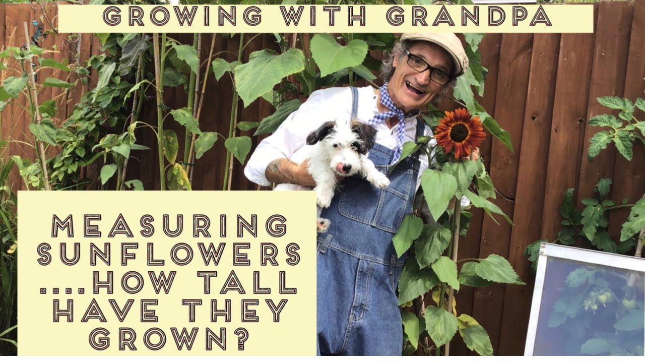 Measuring Sunflowers | How Tall Do Sunflowers Grow | In the  garden with Puppy Archie 