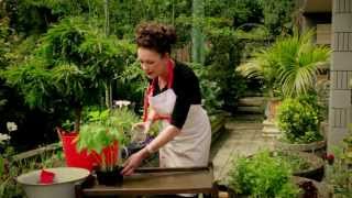 Gardening Tutorial: Vegetables - How to Grow Beans