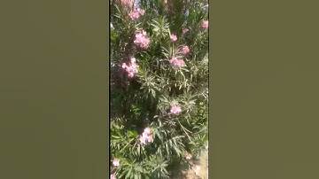 My daily Vlogs|Beautiful Nature| #shorts