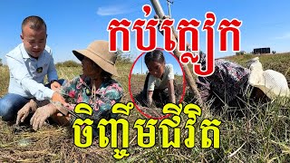 លូកកប់ក្លៀក ដើម្បីចិញ្ចឹមជីវិត សរសើរម៉ែៗ សើចពេញស្រែ