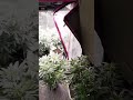 @GoldkingGT about 1 week into flower looking great.