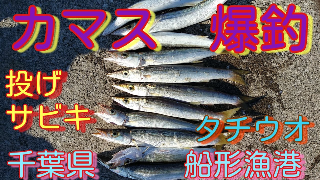 千葉県 船形漁港 カマス爆釣 タチウオ イシモチ Youtube 千葉県 船形漁港 カマス爆釣 タチウオ イシモチ Youtube