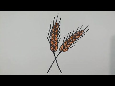 Video: How To Draw Wheat