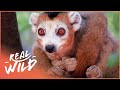 Crowned Lemurs And There Strange Habits (Wildlife Documentary)| Real Wild