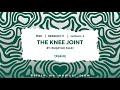 MSK I Knee Joint