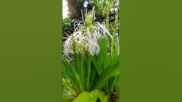 Cây trinh nữ hoàng cung và hoa rất đẹp - Nhạc thư giãn #nhacbolero #caythuocnam #herbal